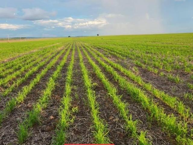 Sítio e chácara venda em Região Geográfica Imediata de Água Boa, Ribeirão Cascalheira