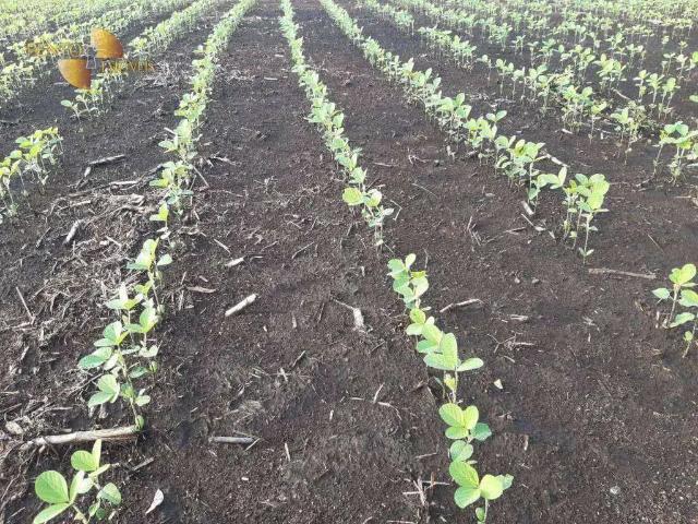 Fazenda venda em Região Geográfica Imediata de Água Boa, Ribeirão Cascalheira