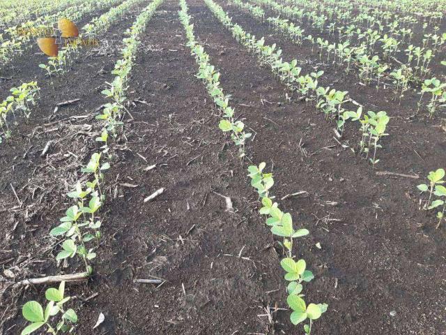 Fazenda venda em Ribeirão Cascalheira, Região Geográfica Intermediária de Barra do Garças