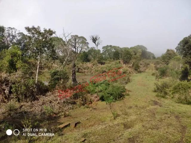 Fazenda venda em Região Geográfica Imediata de Irati, Rio Azul