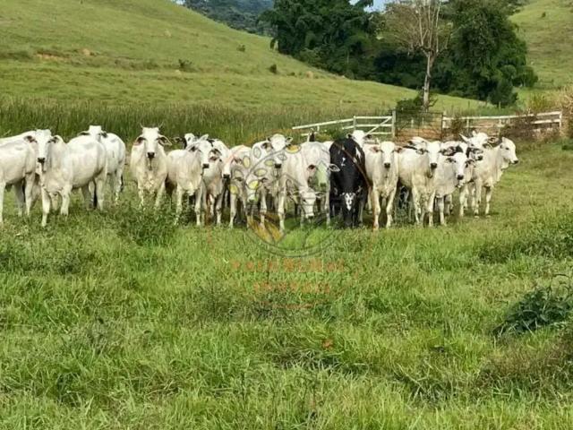 Fazenda venda em Região Geográfica Imediata de Valença, Rio das Flores