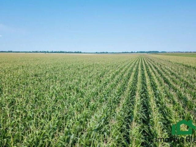 Sítio e chácara venda em Região Geográfica Imediata de Londrina, Rolândia