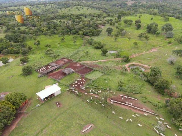 Fazenda venda em Região Geográfica Imediata de Rondonópolis, Rondonópolis
