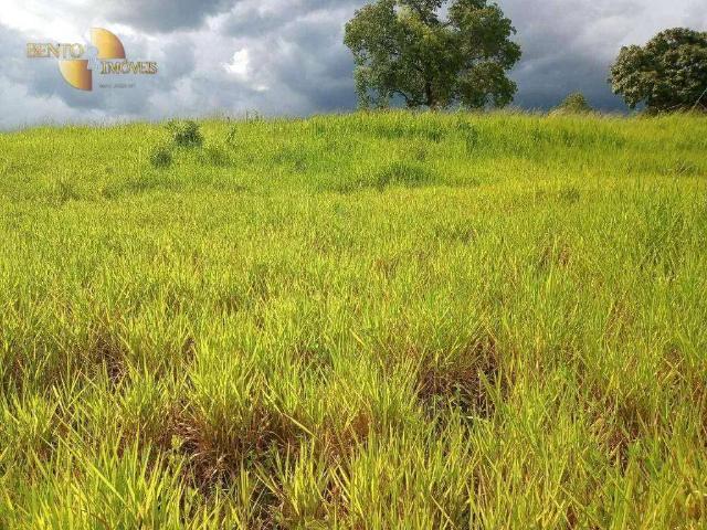 Fazenda venda em Região Geográfica Imediata de Rondonópolis, Rondonópolis