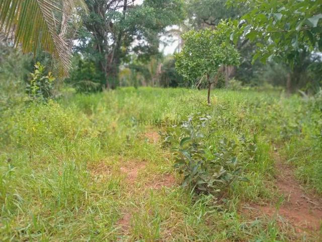 Fazenda venda em Região Geográfica Imediata de Rondonópolis, Rondonópolis