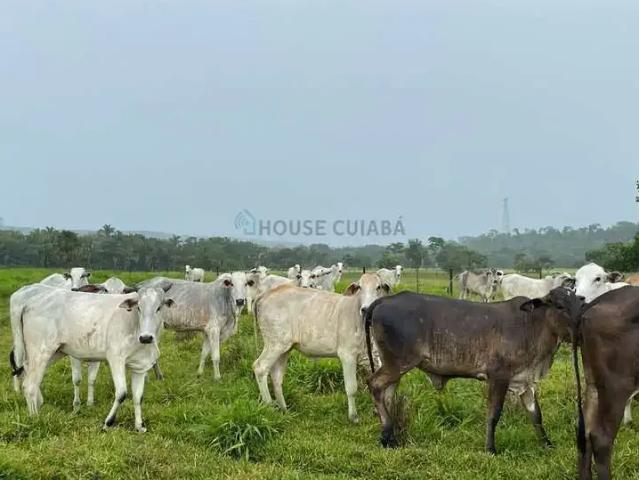 Fazenda venda em Região Geográfica Imediata de Rondonópolis, Rondonópolis