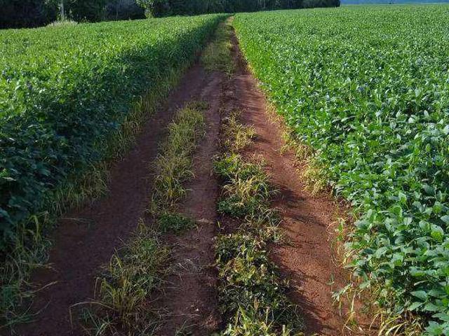 Fazenda venda em Loteamento Jambalaia, Rondonópolis