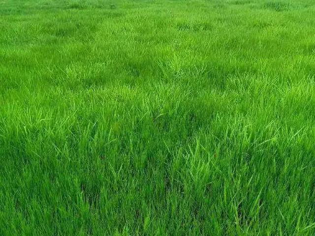 Fazenda venda em Região Geográfica Imediata de Rondonópolis, Rondonópolis