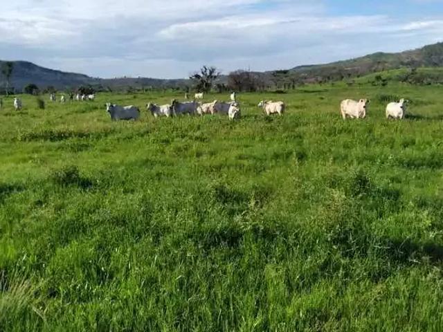 Fazenda venda em Região Geográfica Imediata de Rondonópolis, Rondonópolis