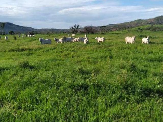 Fazenda venda em Loteamento Jambalaia, Rondonópolis