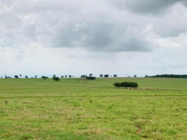 Sítio e chácara venda em Região Imediata de Presidente Prudente, Rosana
