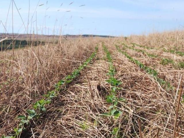 Sítio e chácara venda em Região Geográfica Imediata de Santana do Livramento, Rosário do Sul