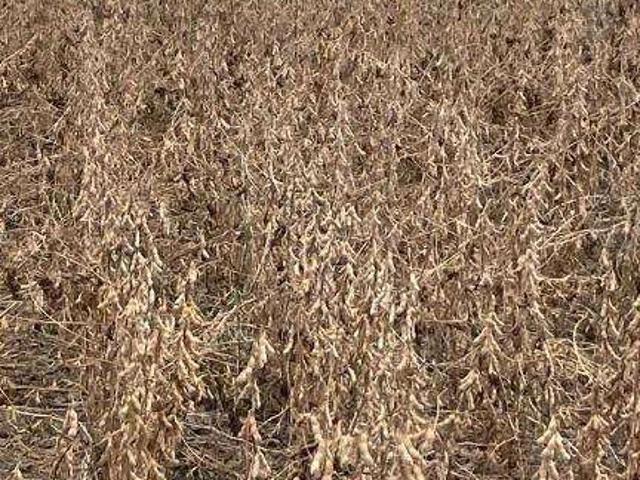 Fazenda venda em Nossa Senhora de Aparecida, Rosário Oeste