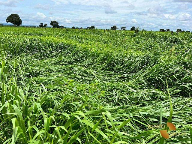 Fazenda venda em Nossa Senhora de Aparecida, Rosário Oeste