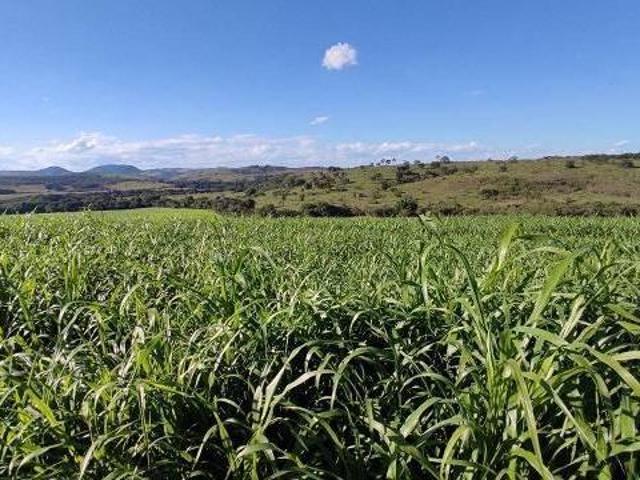 Sítio e chácara venda em Oliveira, Região Geográfica Intermediária de Divinópolis