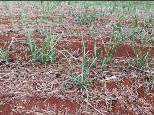 Fazenda venda em Região Imediata de São Carlos, São Carlos