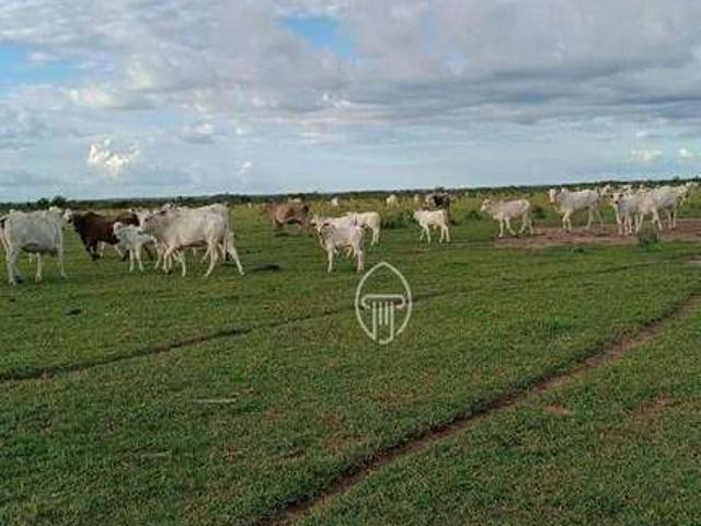 Fazenda venda em São Félix do Araguaia, Região Geográfica Intermediária de Barra do Garças