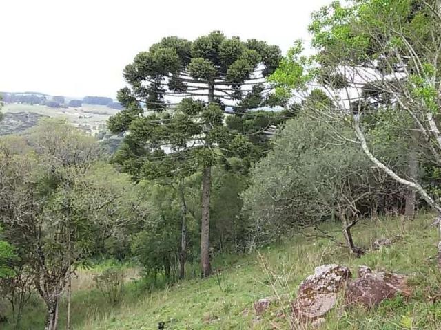 Fazenda venda em Região Imediata de Barretos, Bebedouro