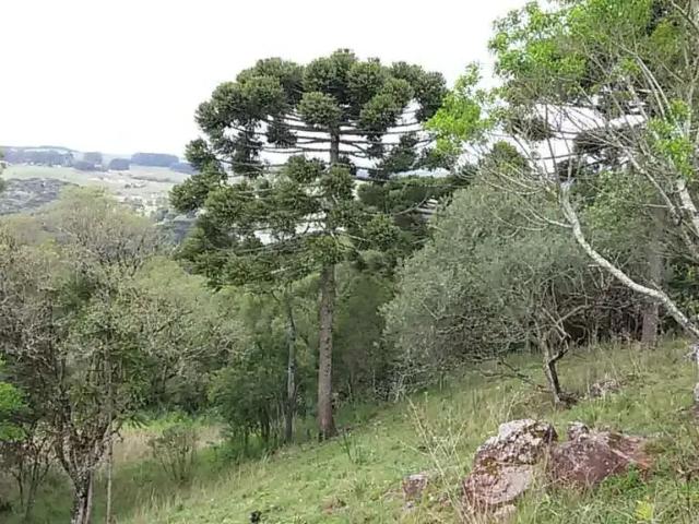 Fazenda venda em Região Imediata de Barretos, Bebedouro