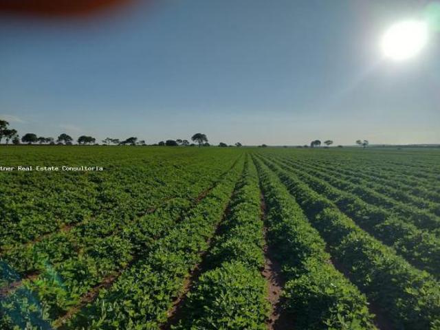 Sítio e chácara venda em Região Geográfica Imediata de Iturama, São Francisco de Sales