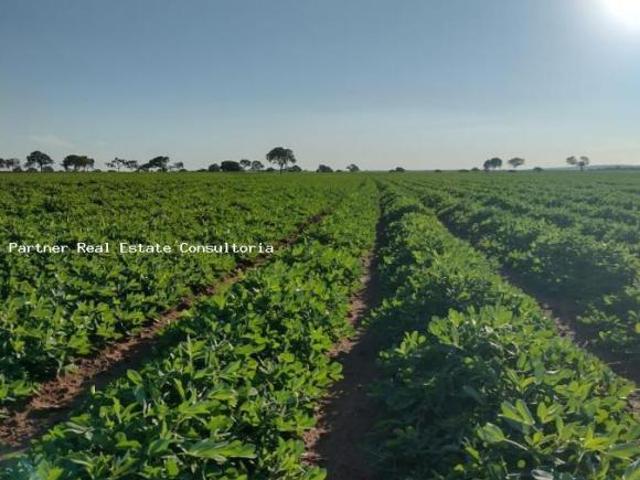 Sítio e chácara venda em Região Geográfica Imediata de Iturama, São Francisco de Sales