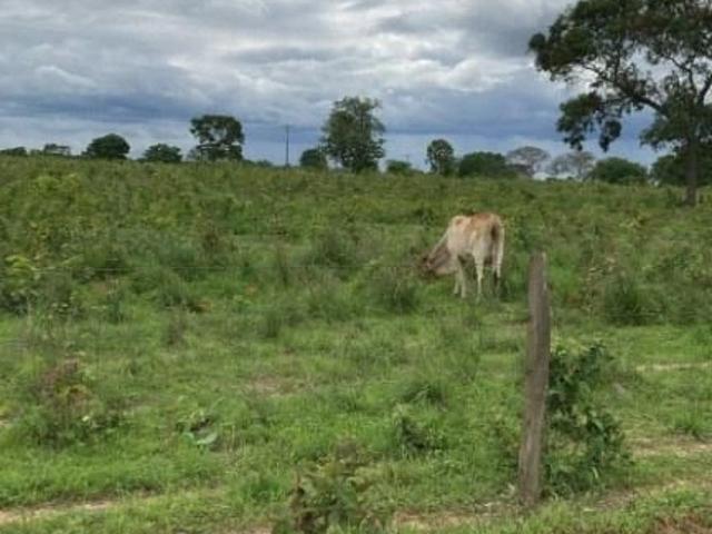 Fazenda venda em São Francisco, Região Geográfica Intermediária de Montes Claros