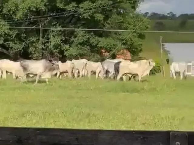 Fazenda venda em Região Geográfica Imediata de Patos de Minas, São Gonçalo do Abaeté
