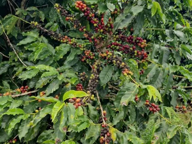 Fazenda venda em Região Geográfica Imediata de Varginha, São Gonçalo do Sapucaí