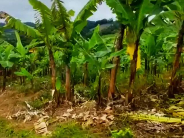 Fazenda venda em Região Geográfica Imediata de Joinville, São João do Itaperiu