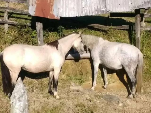 Fazenda venda em Região Imediata de Cruzeiro, Região Metropolitana do Vale do Paraíba e Litoral Norte