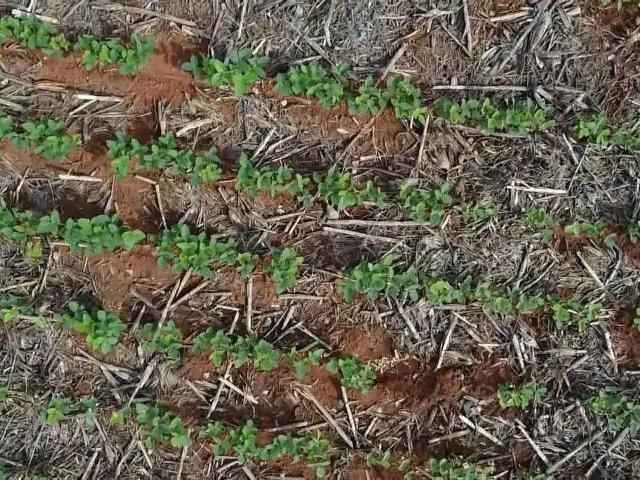 Fazenda venda em Região Geográfica Imediata de Diamantino, São José do Rio Claro