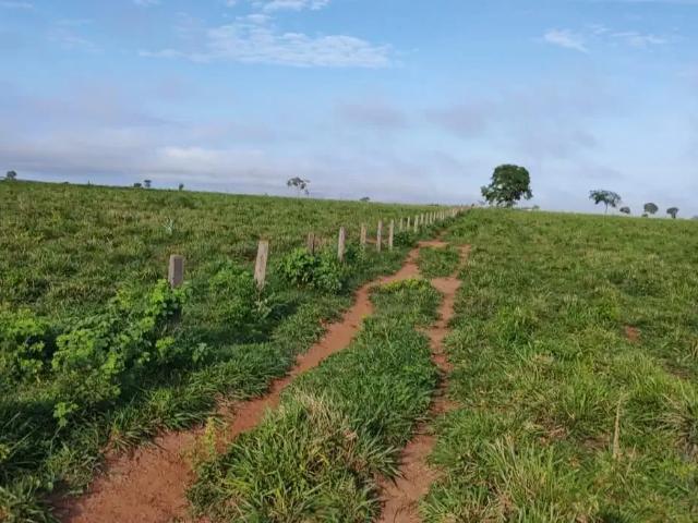 Fazenda venda em Região Geográfica Imediata de Diamantino, São José do Rio Claro