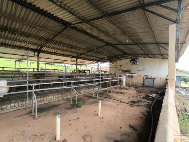 Sítio e chácara venda em Região Imediata de São José do Rio Pardo-Mococa, São José do Rio Pardo