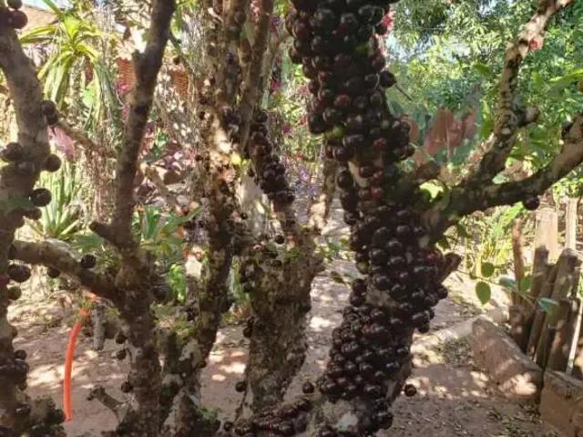 Fazenda venda em Região Imediata de São José do Rio Preto, Região Metropolitana de São José do Rio Preto