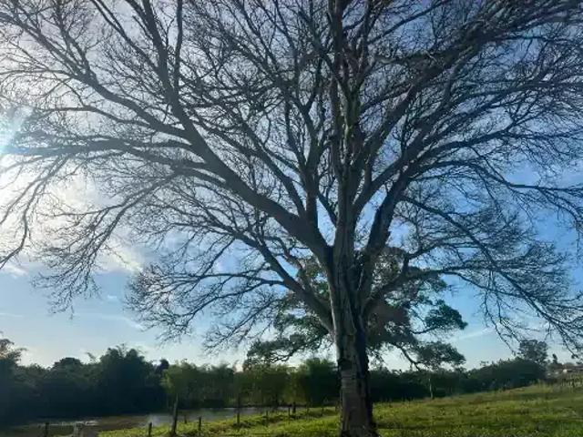 Fazenda venda em Região Imediata de São José do Rio Preto, Região Metropolitana de São José do Rio Preto