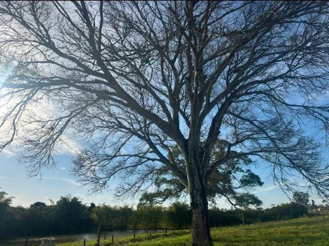 Fazenda venda em São José do Rio Preto, Região Geográfica Intermediária de São José do Rio Preto