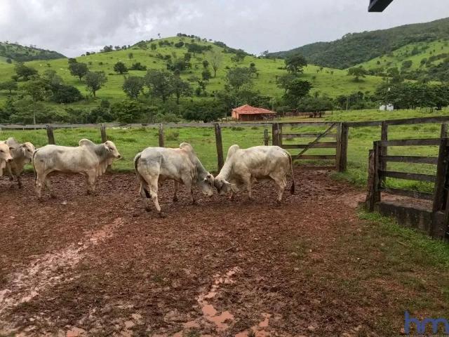 Fazenda venda em Região Geográfica Imediata de Uruaçu - Niquelândia, São Luíz do Norte