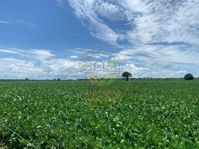 Fazenda venda em Região Geográfica Imediata de Porangatu, São Miguel do Araguaia