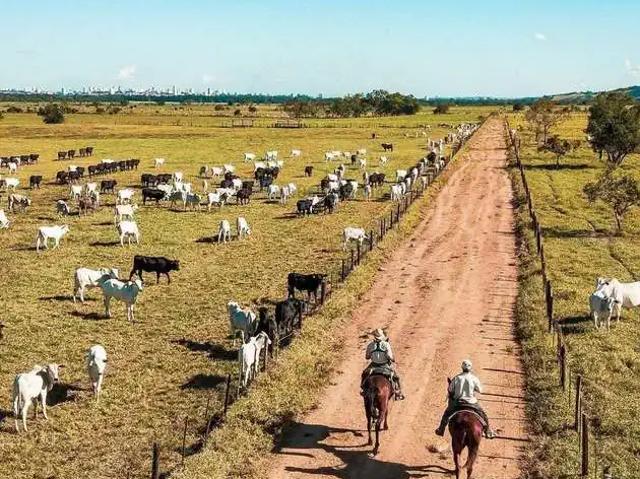 Fazenda venda em Região Imediata de Birigui-Penápolis, Birigui
