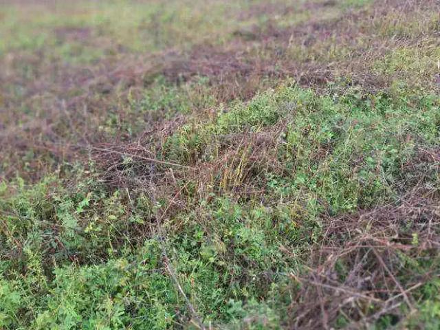 Fazenda venda em Região Geográfica Imediata de Jaciara, São Pedro da Cipa