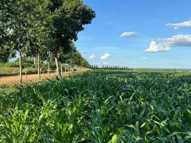 Fazenda venda em Região Geográfica Imediata de São Francisco, São Romão