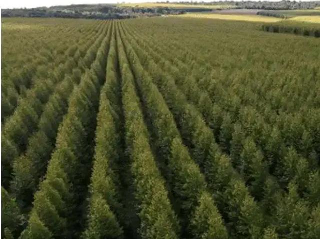Fazenda venda em São Sebastião do Tocantins, Região Norte