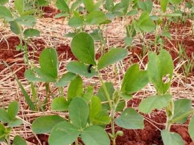 Fazenda venda em Salto do Lontra, Região Geográfica Intermediária de Cascavel