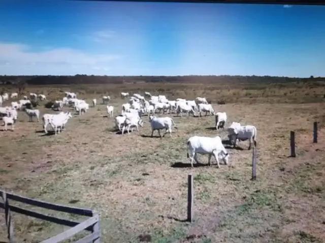 Fazenda venda em Região Geográfica Imediata de Gurupi, Sandolândia