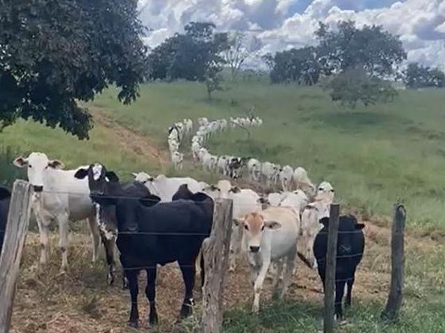 Sítio e chácara venda em Região Geográfica Imediata de Pires do Rio, Santa Cruz de Goiás