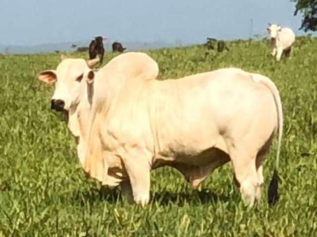 Fazenda venda em Santa Helena, Região Nordeste