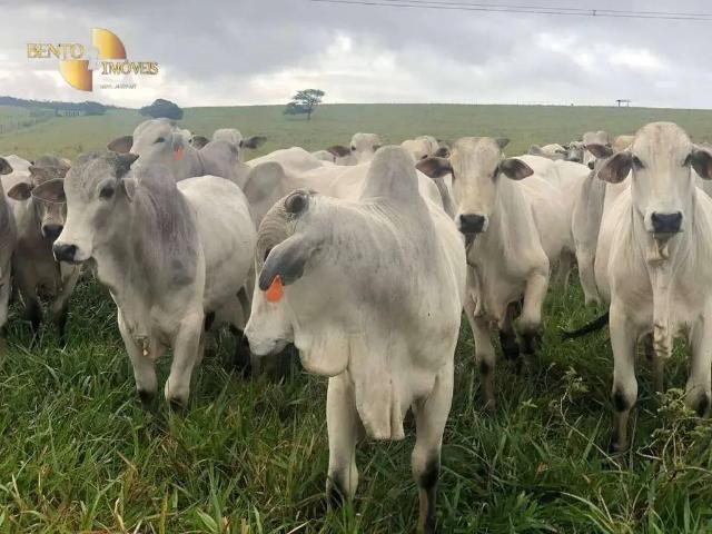 Fazenda venda em Região Geográfica Imediata de Santa Inês, Pindaré Mirim