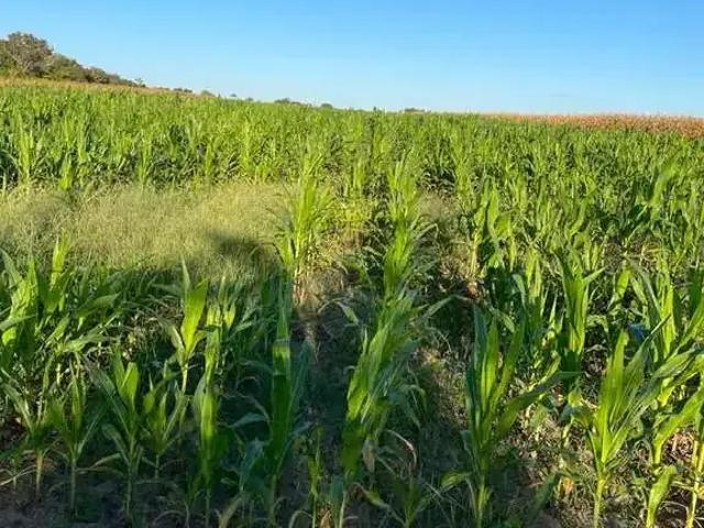 Fazenda venda em Região Geográfica Imediata de Guaraí, Santa Maria do Tocantins