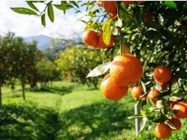 Fazenda venda em Região Imediata de São Carlos, Região Metropolitana de Ribeirão Preto