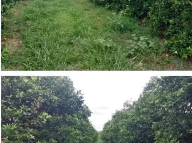 Fazenda venda em Região Imediata de Ribeirão Preto, Região Metropolitana de Ribeirão Preto